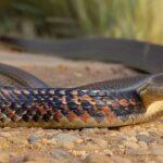 Descubre la asombrosa Culebra bastarda (Malpolon monspessulanus), un reptil autóctono de Murcia