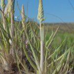 Flora única y originaria de Murcia: La esparraguera del Mar Menor (Asparagus macrorrhizus) en peligro de extinción