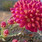 El garbancillo de Tallante: Flora única y originaria de Murcia