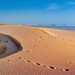 Las tortugas bobas desovan en las playas de Isla Plana en Murcia: Un fenómeno natural excepcional